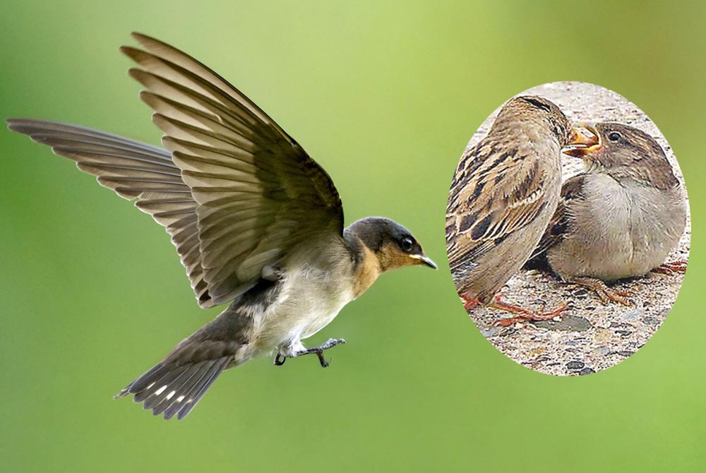 शिक्षाप्रद कहानी-चिड़िया की सूझ 