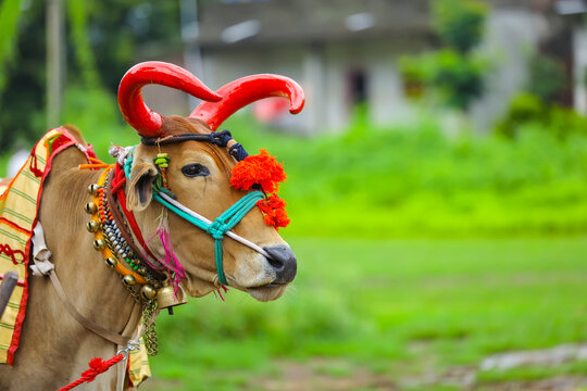 क्यों पड़ा त्यौहार का नाम पोला ? 