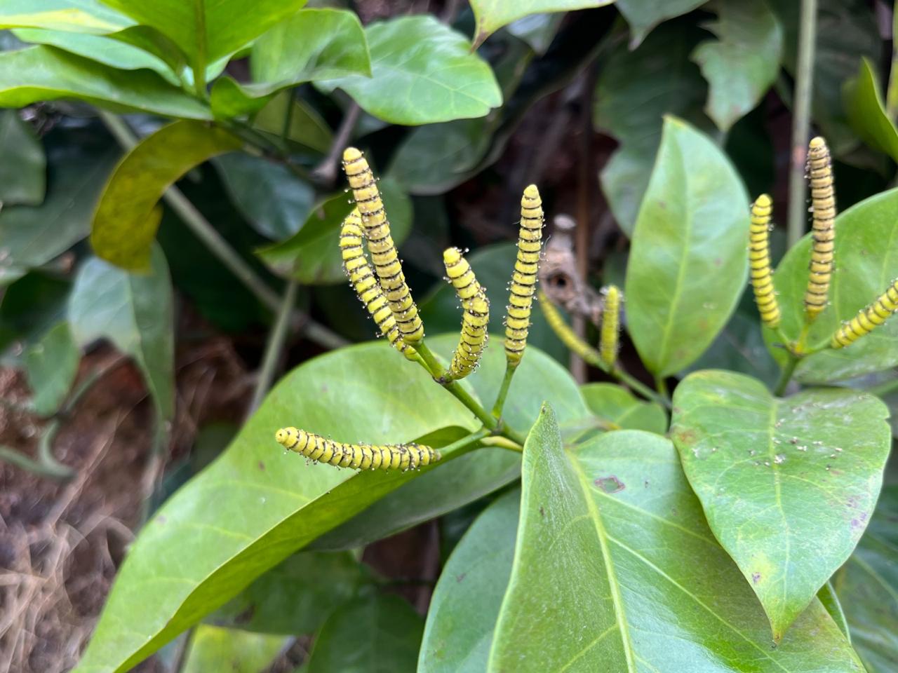 छत्तीसगढ़ के बचेली वन क्षेत्र में प्राचीन वनस्पतियों का जीवंत संग्रह