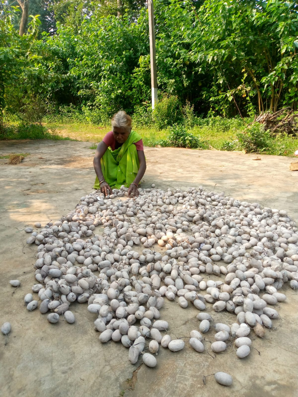 छत्तीसगढ़ : सफलता की कहानी : कोसा कीटपालन बना जीवन यापन का उत्तम साधन