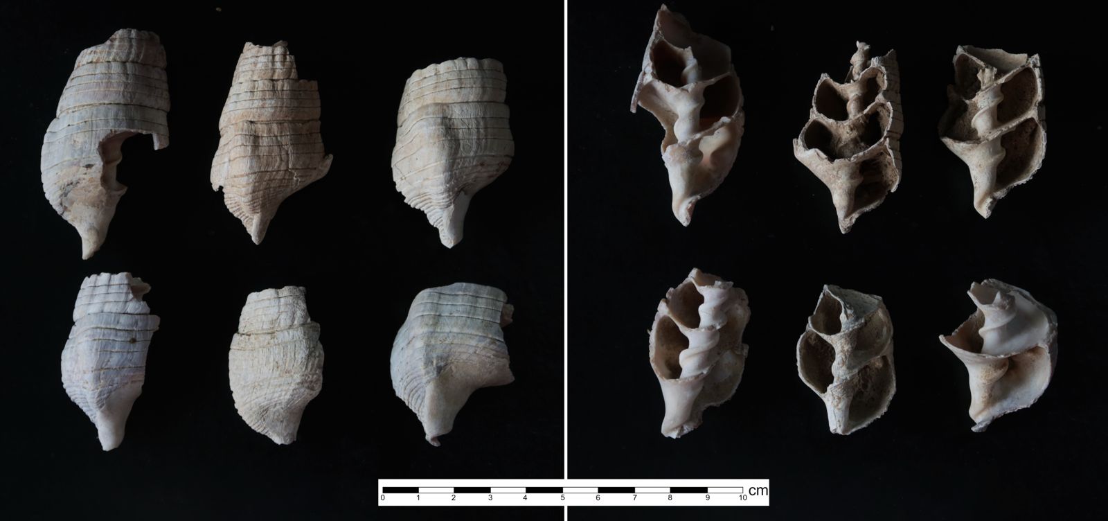 हड़प्पा से पहले का कच्छ: शंख-मिट्टियों में छिपा प्राचीन मानव इतिहास