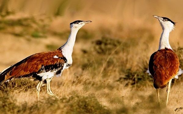 सोन चिरैया को लग गई 'नजर'