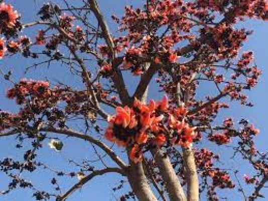 नव संवत्सर के स्वागत को तैयार पलाश और सेमल के फूल