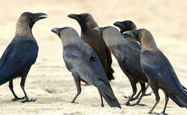 शिक्षाप्रद कहानी-कौवों का बदला 