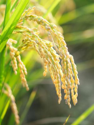शिक्षाप्रद कहानी:- चोरों का सत्कार
