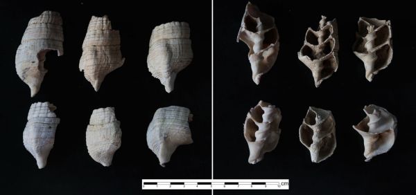 हड़प्पा से पहले का कच्छ: शंख-मिट्टियों में छिपा प्राचीन मानव इतिहास