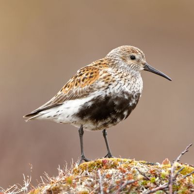 टिटहरी: प्रकृति की मौन चेतावनी