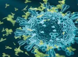 New &lsquo;SARS-CoV-2-like virus&rsquo; found in Russian bats can infect humans, says US study