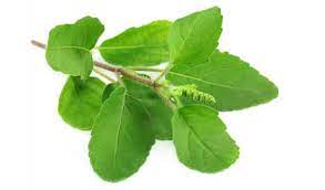 Tulsi-Queen of the herbs