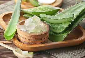 जानिए एलोवेरा के फायदे