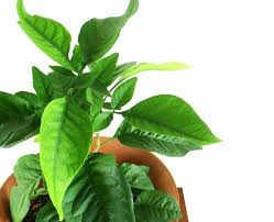 बेलपत्र से दूर होंगी ये बीमारियां...