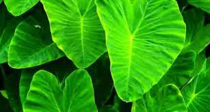 पोषक तत्वों से भरपूर हैं अरबी के पत्ते