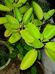 इस औषधीय पत्ते के सेवन से हाई बीपी में मिलती है राहत