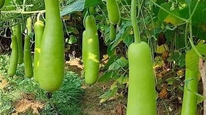 फाइबर से भरपूर लौकी कोलेस्ट्रोल कम करता है