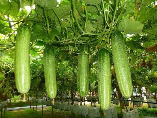 गर्मियों में सेहतमंद रहने और पानी के कमी को दूर करने के लिए खाएं खीरा 