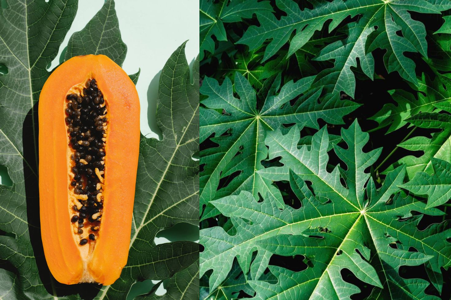 इन समस्याओं में फायदेमंद हैं पपीता की पत्तियां 