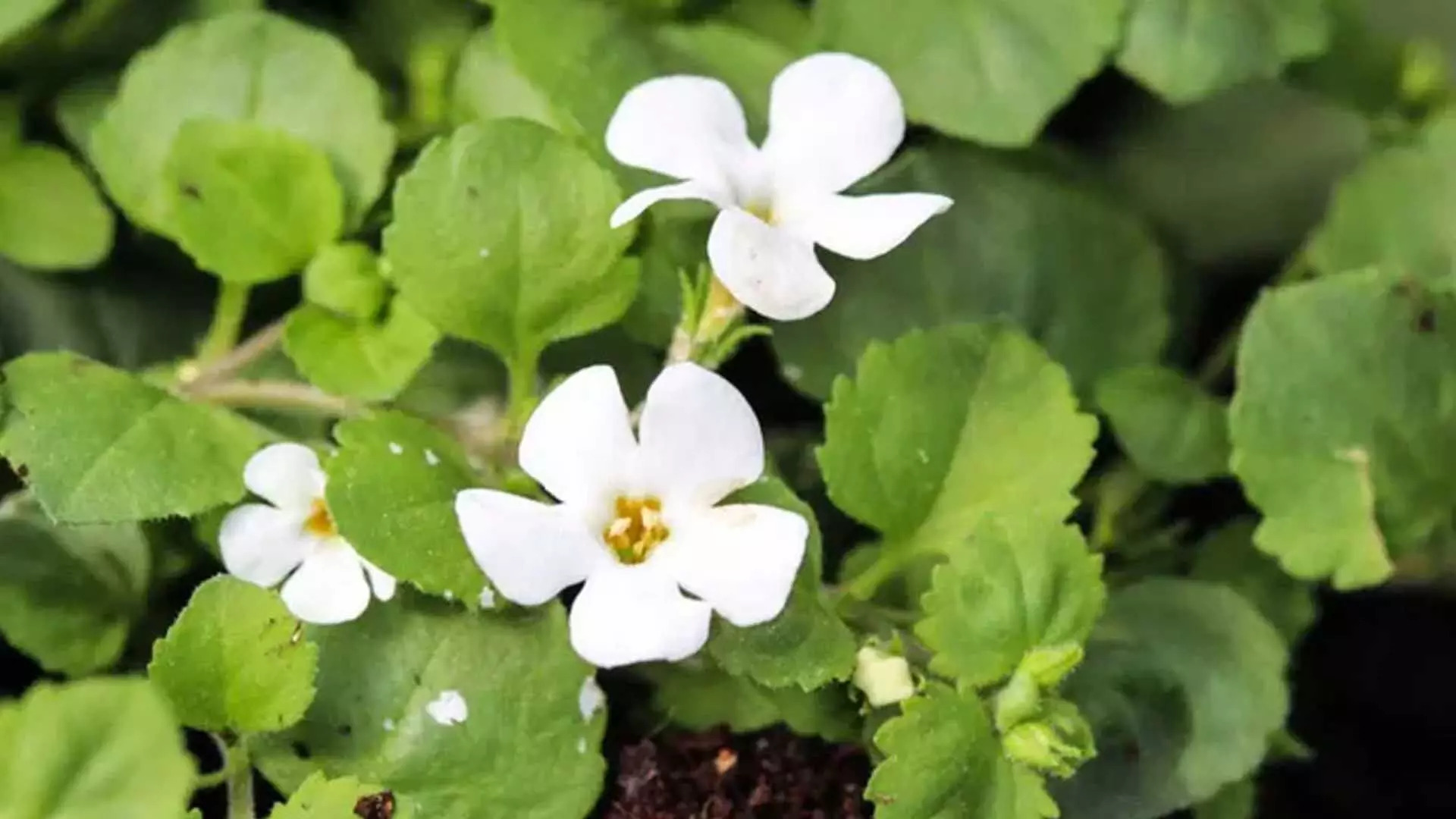 ब्राह्मी स्वास्थ्य के लिए लाभदायक