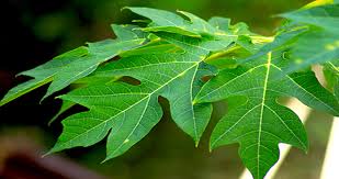 सेहत के लिए लाभाकरी पपीते की पत्तियों का ऐसे करें इस्तेमाल 
