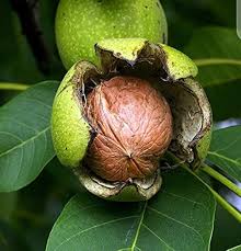 डायबिटीज के मरीजों के लिए बेहद फायदेमंद है अखरोट  