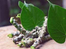 यूरिक एसिड कंट्रोल करेगा गिलोय