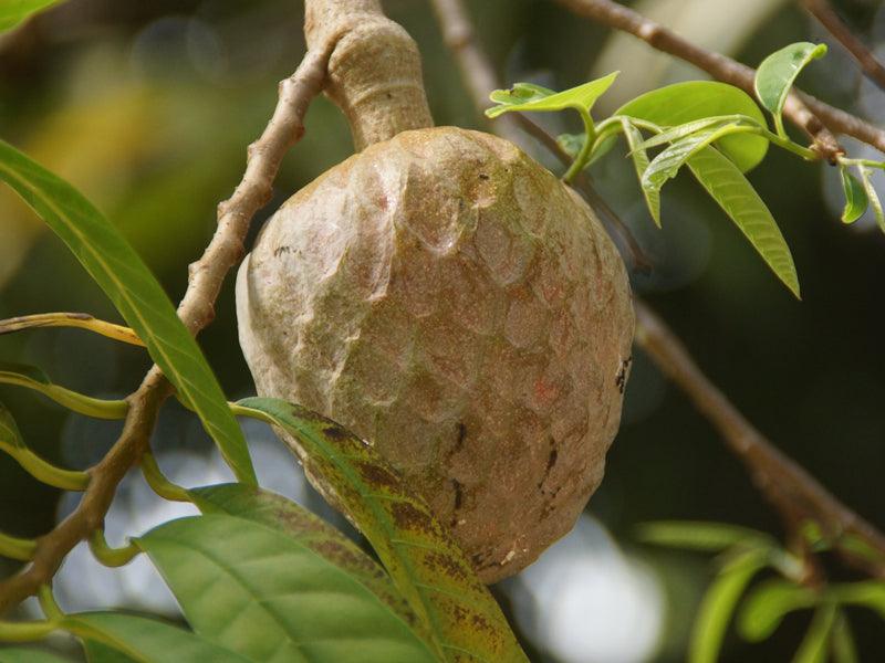 रामफल के अद्भुत फायदे ! 