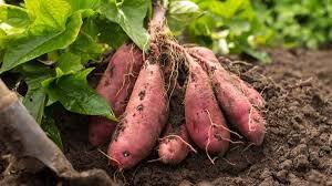 सर्दियों में शकरकंद का सेवन क्यों है फायदेमंद और किन लोगों को इसे जरूर खाना चाहिए?