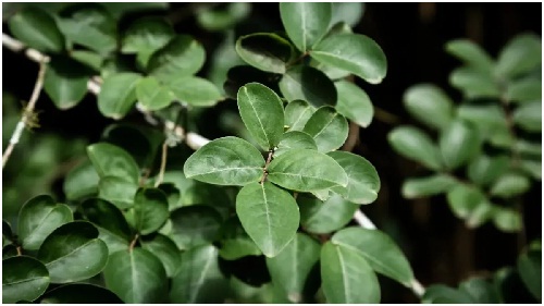 सहजन की पत्तियां: सेहत का खजाना