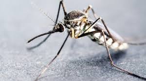  World Malaria Day: जानें मलेरिया के 5 प्रकार और उनके लक्षण, अनदेखी करना हो सकता है भारी