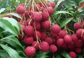 ज्यादा लीची खाने से हो सकती है गड़बड़