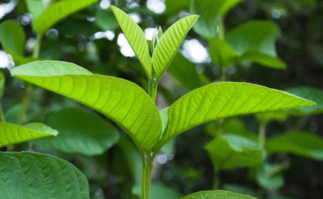 अमरूद के पत्तों में छुपा है सेहत का खजाना: जानिए फायदे और उपयोग का सही तरीका