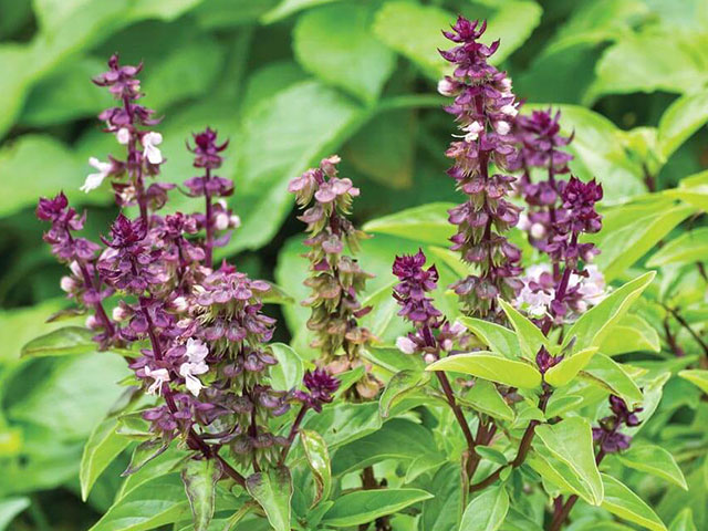 तुलसी के बीज (सब्जा सीड्स): सेहत के लिए चौंकाने वाले फायदे