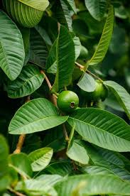 अमरूद के पत्तों में छिपा है सेहत का खजाना