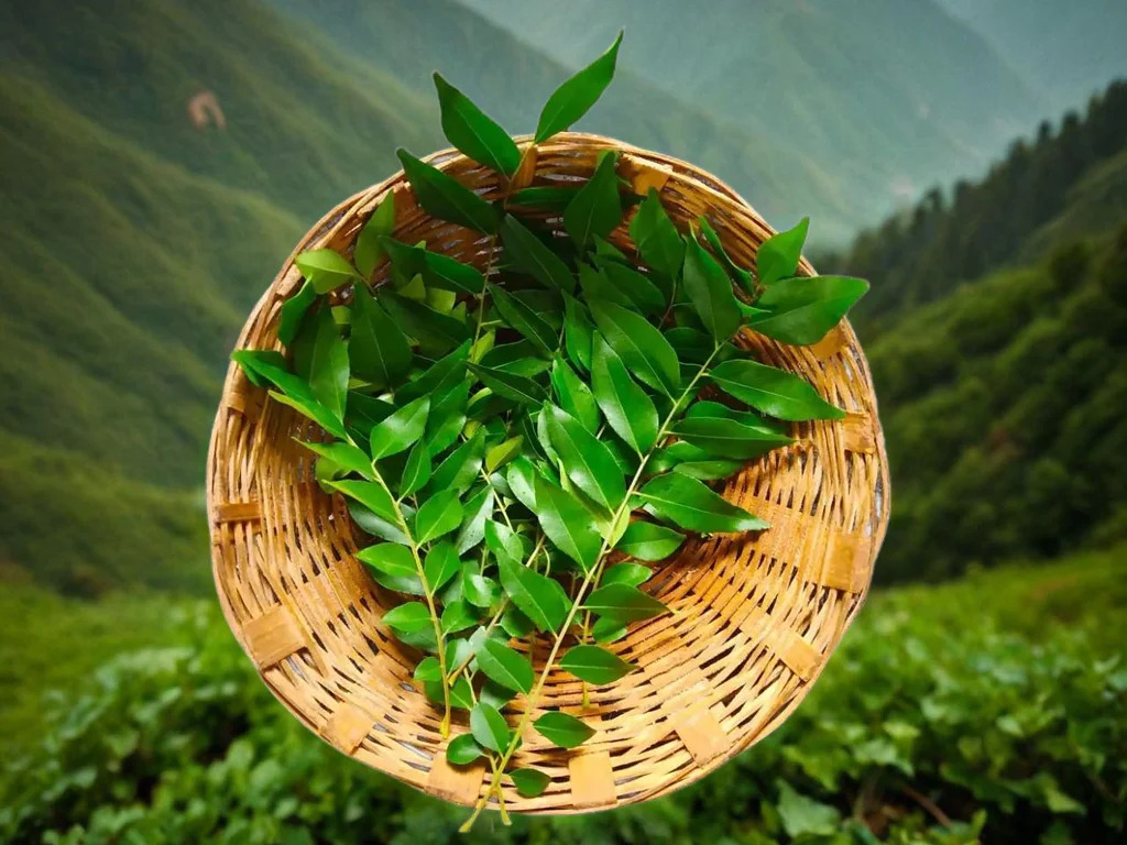 क्या आपने कभी करी पत्ते का पानी पीया है? जानिए इस नेचुरल ड्रिंक के अद्भुत फायदे