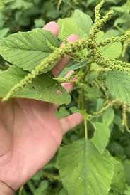 सर्दियों में सेहत का खजाना है बथुआ, जानें इसके चमत्कारी फायदे