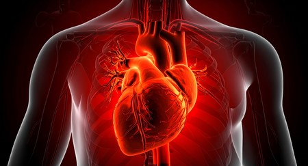 अध्ययन में पाया गया है कि दिल का दौरा पड़ने के बाद मानव हृदय में मांसपेशियों की कोशिकाएं फिर से विकसित हो सकती हैं।