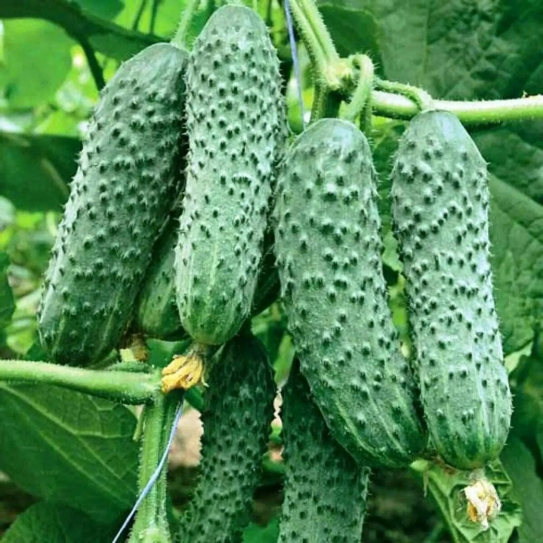देसी या हाइब्रिड खीरा खरीदने से पहले जान लें इनके फायदे 