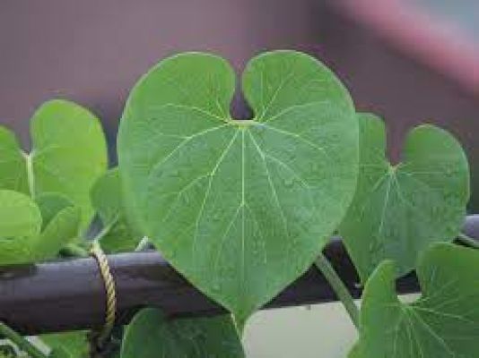 प्राचीन काल में आयुर्वेदिक जड़ी बूटियों औषधी - गिलोय