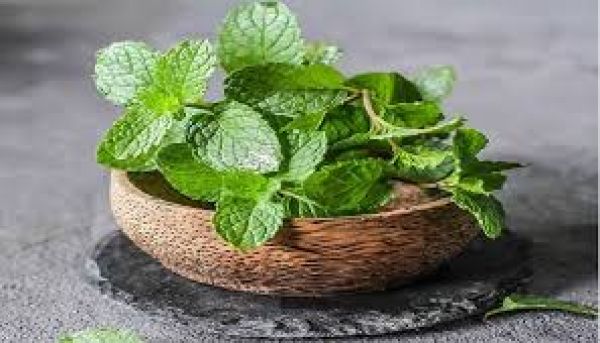  सेहत का खजाना है पुदीने