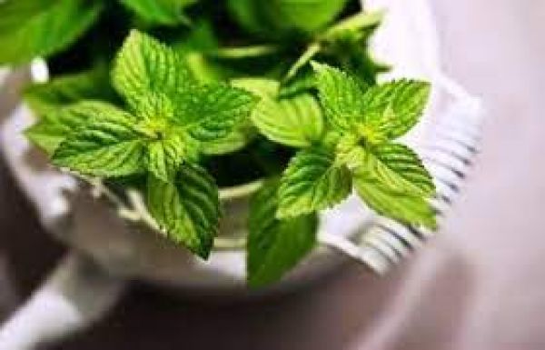 सेहत का खजाना है  पुदीना