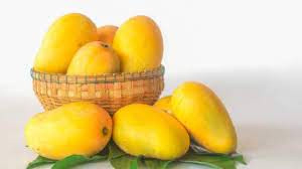 शरीर को स्वस्थ रखने में अहम भूमिका निभाते हैंआम