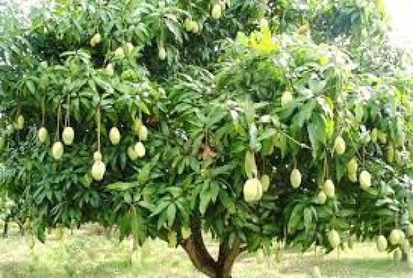 आम के फलों की उचित परिपक्वता पर ही करें तुड़ाई : डॉ वी.के. त्रिपाठी