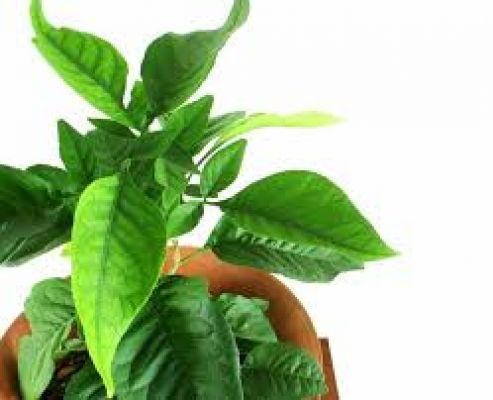 बेलपत्र से दूर होंगी ये बीमारियां...