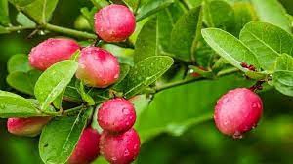 इन बीमारियों में खाएं करौंदा, मिलेगा लाभ