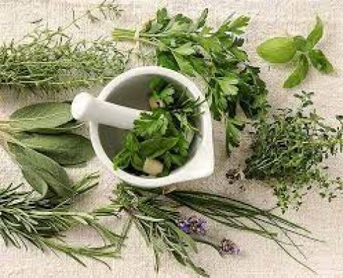  एंटीवायरल गुणों से भरपूर हैं ये जड़ी बूटियां