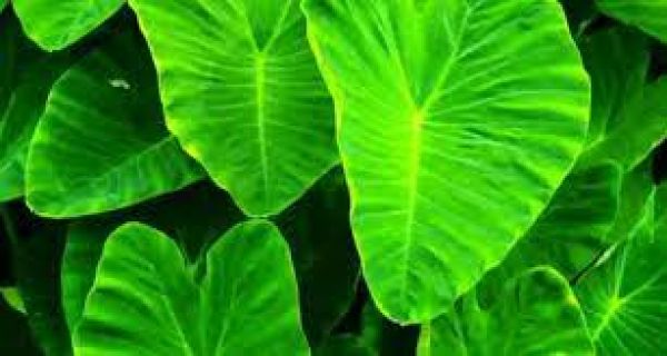 पोषक तत्वों से भरपूर हैं अरबी के पत्ते