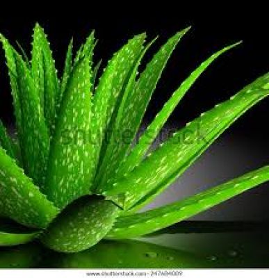 सेहत : डैमेज हेयर में जान भर देता है ये कांटेदार पौधा