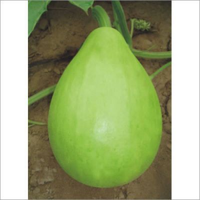 हाई बीपी के मरीजों को खानी चाहिए लौकी