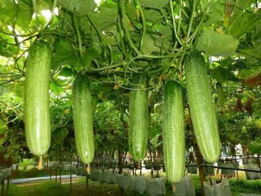 गर्मियों में सेहतमंद रहने और पानी के कमी को दूर करने के लिए खाएं खीरा 