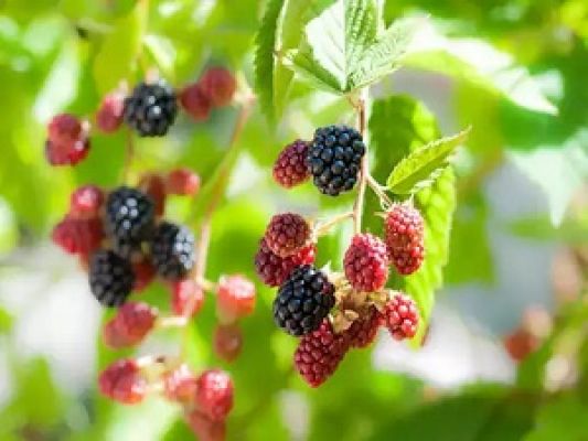 गुणकारी हैं शहतूत की पत्तियां