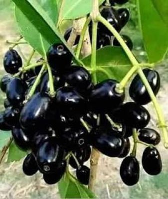 गुणकारी जामुन